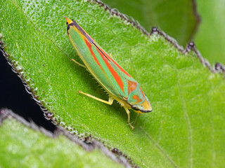 Rhododendron Leafhopper, Rhododendron Zikade (Graphocephala fennahi)