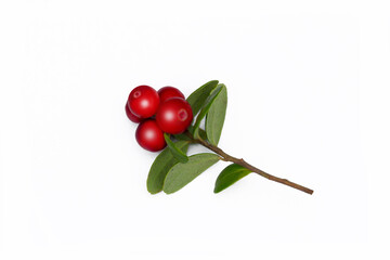 lingonberry branch with leaves on white background