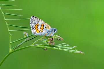 Macro Photography of Moth on Twig of Plant.