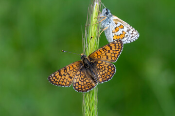Macro shots, Beautiful nature scene. Closeup beautiful butterfly sitting on the flower in a summer garden.

