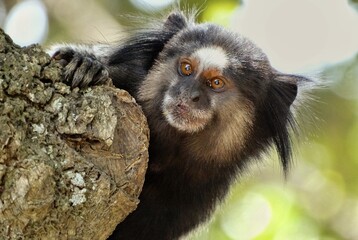 black and white monkey