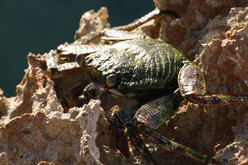 granchio di roccia verde