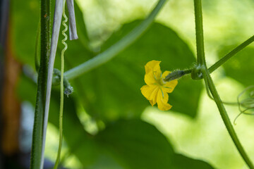 Cucumber in a greenhouse with copy space. Authentic farm series.