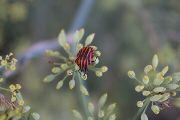 Graphosoma italicum emittero pentatomide