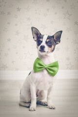 chihuahua  gracioso con pajarita 