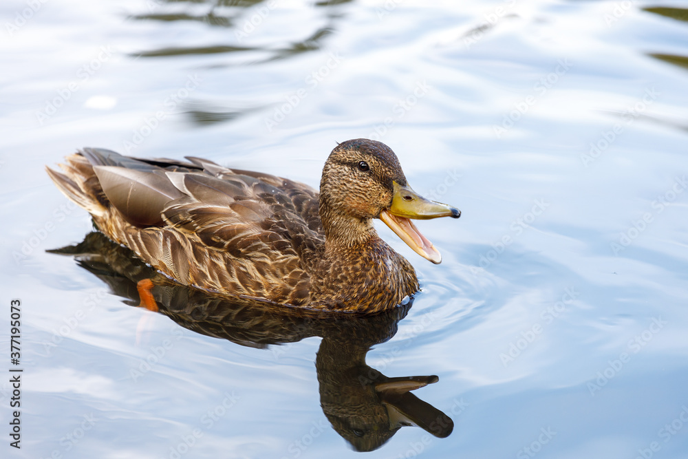 Poster wild duck in nature with an open beak. horizontal frame