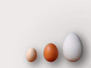 Eggs of different size on color white background. High quality photos. Chicken, quail and ostrich eggs. Colored eggs for easter.