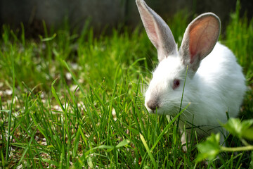 white rabbit on green grass