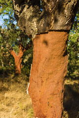 cork oak stripped of their bark in Alentejo, Portugal