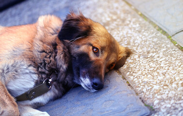 Photo of a beautiful stray dog
