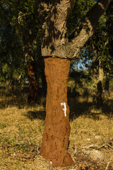 cork oak stripped of their bark in Alentejo, Portugal