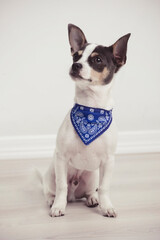 chihuahua  gracioso con pajarita 