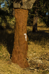 cork oak stripped of their bark in Alentejo, Portugal