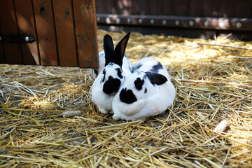 Oryctolagus cuniculus 'domestic rabbits' sitting on straw