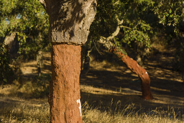 cork oak stripped of their bark in Alentejo, Portugal