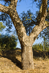 Fototapeta na wymiar cork oak stripped of their bark in Alentejo, Portugal