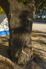 cork oak stripped of their bark in Alentejo, Portugal