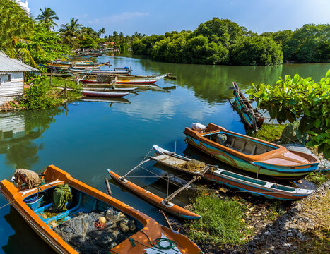 Fishing boats moored amongst the tropical vegetation of the banks of the lagoon in Negombo, Sri Lanka