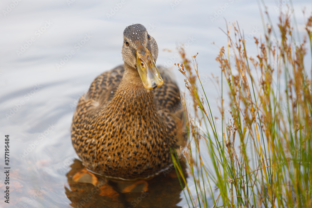 Sticker wild duck in nature close up