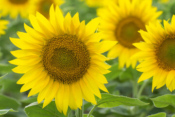 Close-Up Of Yellow Sunflower. Growing of oilseeds.