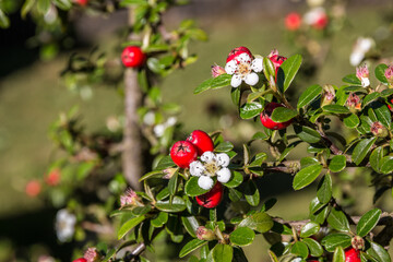 Common rowan with white blossoms and red berries