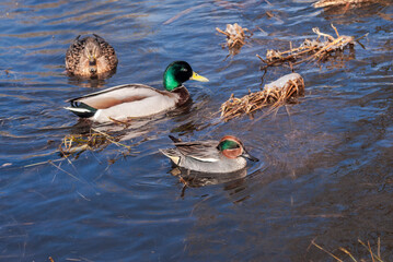 Wintering Common Teal (Anas crecca) and Mallards (Anas platyrhynchos) in Moscow region, Russia