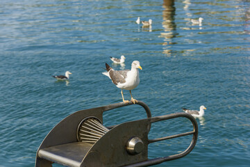 goeland on a fishing boat in Setúbal