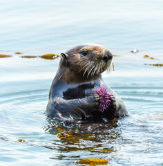 Sea Otter at Morro Bay eating a sea urchin, at Morro Bay, California.
