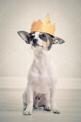 chihuahua  gracioso con pajarita 