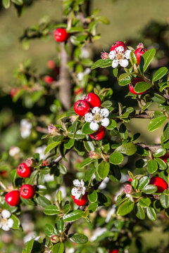 Common rowan with white blossoms and red berries