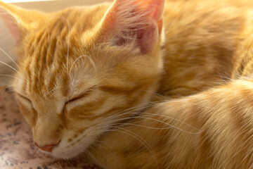 little red kitten sleeping on floor near the balckony.