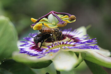 ape e calabrone su un fiore di passiflora