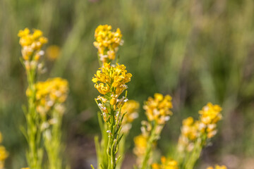 Yellow flowers in the middle of the wildflower meadow