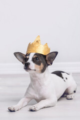 chihuahua  gracioso con pajarita 