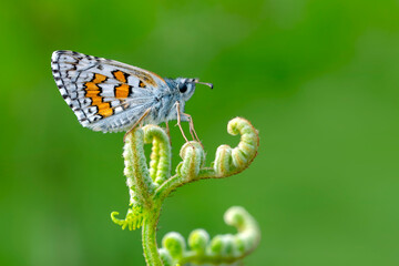 Macro Photography of Moth on Twig of Plant.