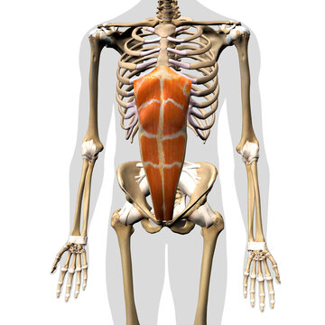 Male Rectus Abdominis Muscle in Isolation on Human Skeleton, 3D Rendering