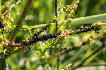 Hundreds of black plant lice on a green branch