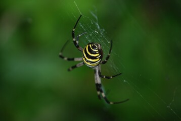 Argiope Bruennichi, Orb-web Wasp Spider