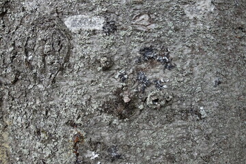 北海道の灰色の木の皮（壁紙用）