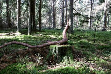  Pine branch in the form of a snake lies on a stump against the background of trees, landscape