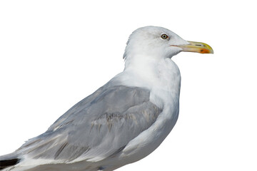 Seabird isolate on white background. Side view. Copy space.