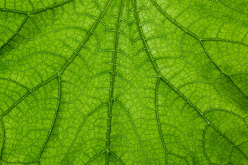 Fototapeta na wymiar Big green leaf with many leaf veins