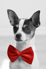 chihuahua  gracioso con pajarita 