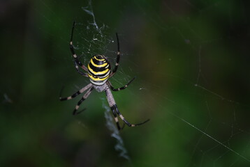 Argiope Bruennichi, Orb-web Wasp Spider