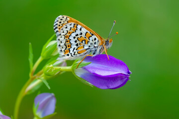 Macro shots, Beautiful nature scene. Closeup beautiful butterfly sitting on the flower in a summer garden.

