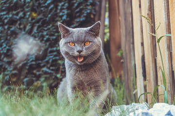 cat on the fence