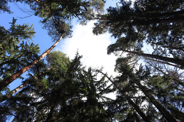  Huge fir trees stretch to the blue sky with white clouds, view from below .