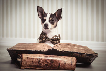 chihuahua  gracioso con pajarita 