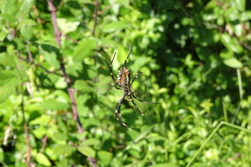 Argiope Bruennichi, Orb-web Wasp Spider