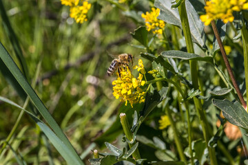 Bee on a yellow flower in the middle of the wildflower meadow
